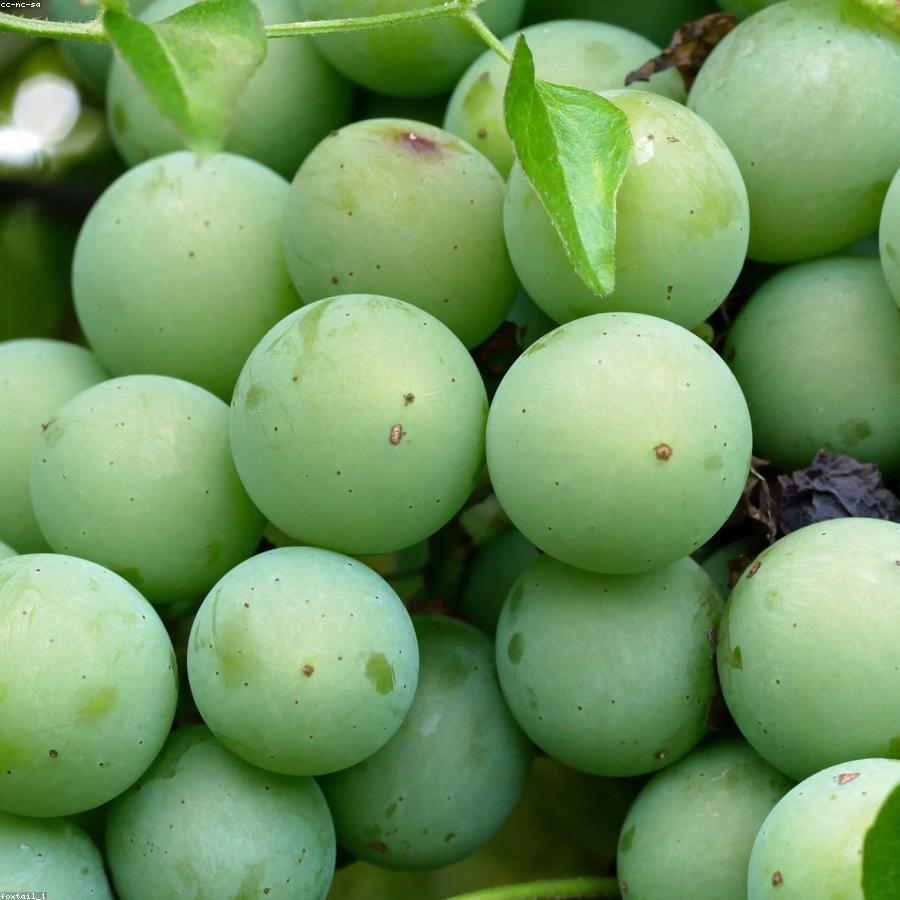 Green Seedless Grapes
